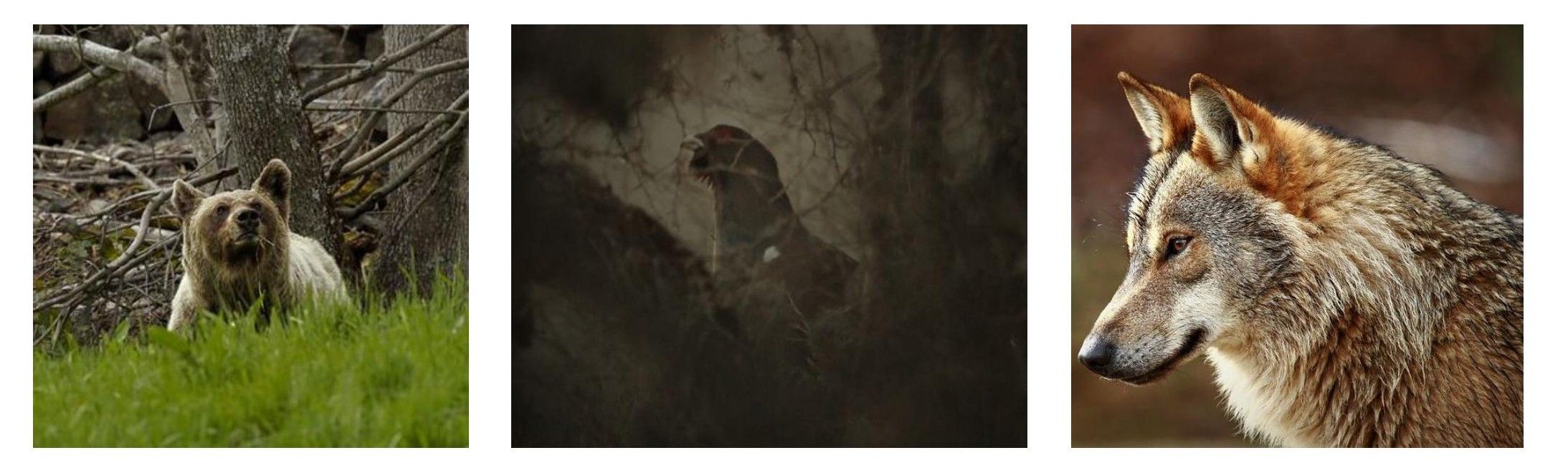 Revela daños en especies como el urogallo, el oso, el lobo o la perdiz pardilla.|GERARDO GONZALEZ FERNANDEZ