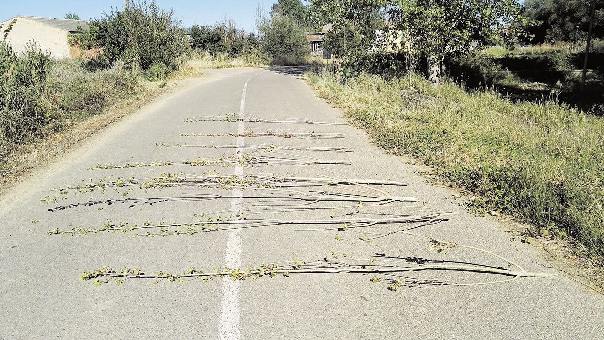 Algunos de los chopos cortados en la senda que une Mansilla Mayor con Nogales.| L.N.C.