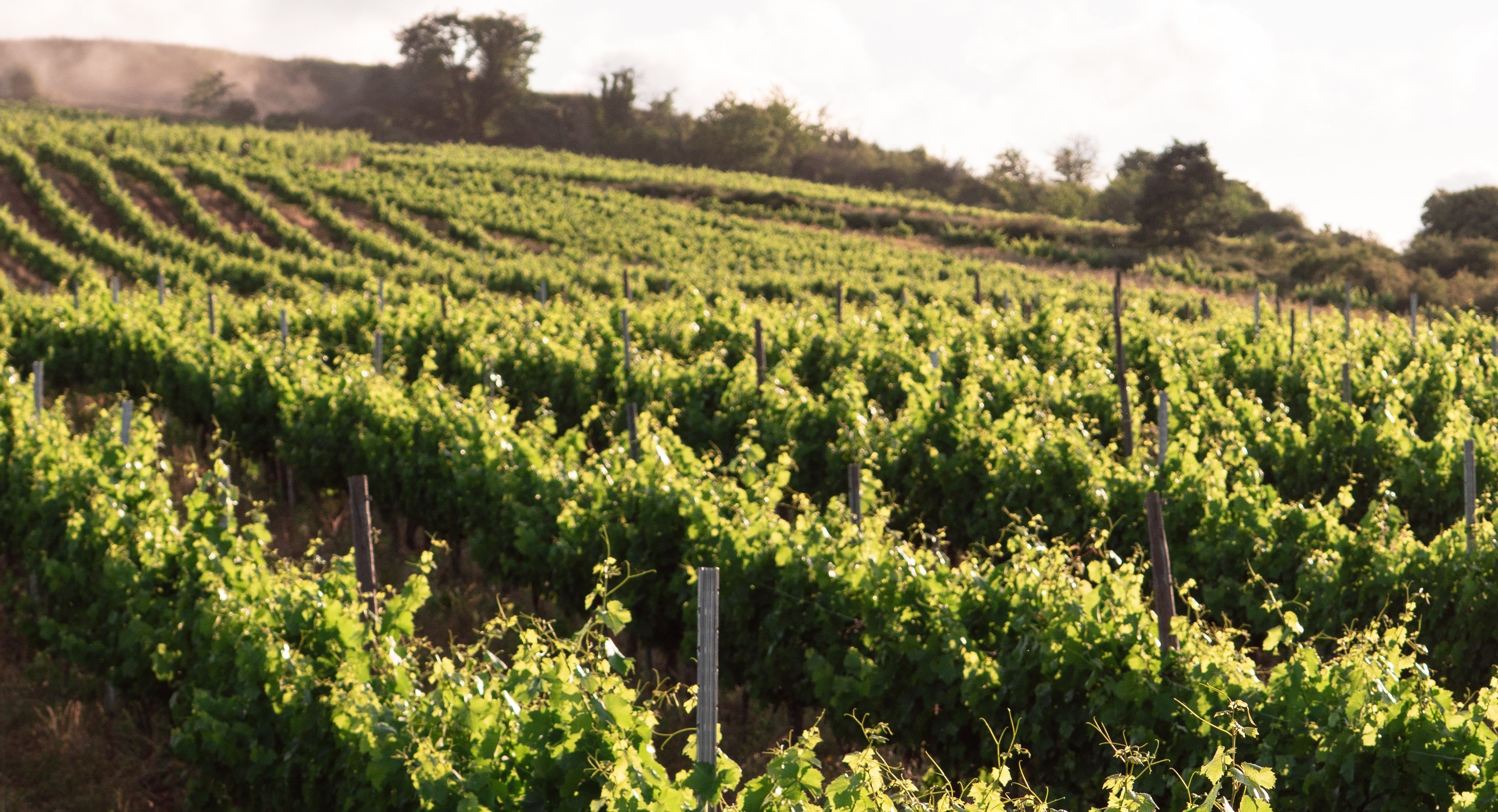 Entre los viñedos de Godelia. | GODELIA