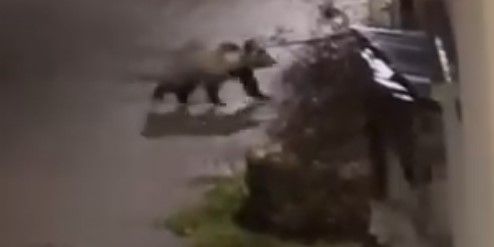 La presencia de un oso en un pueblo de León pone en alerta a los vecinos. | GANADERÍA OMAÑACEA
