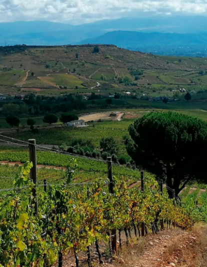 Vista de los viñedos de Dominios del Arriero.