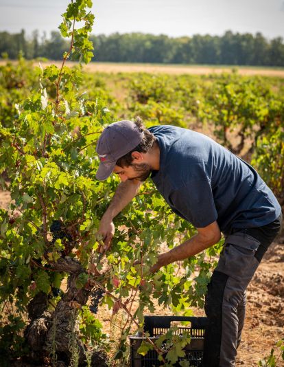 Bodegas Pincerna se ha convertido en una de las voces más activas en la recuperación del patrimonio vitivinícola de la provincia. PINCERNA (1)