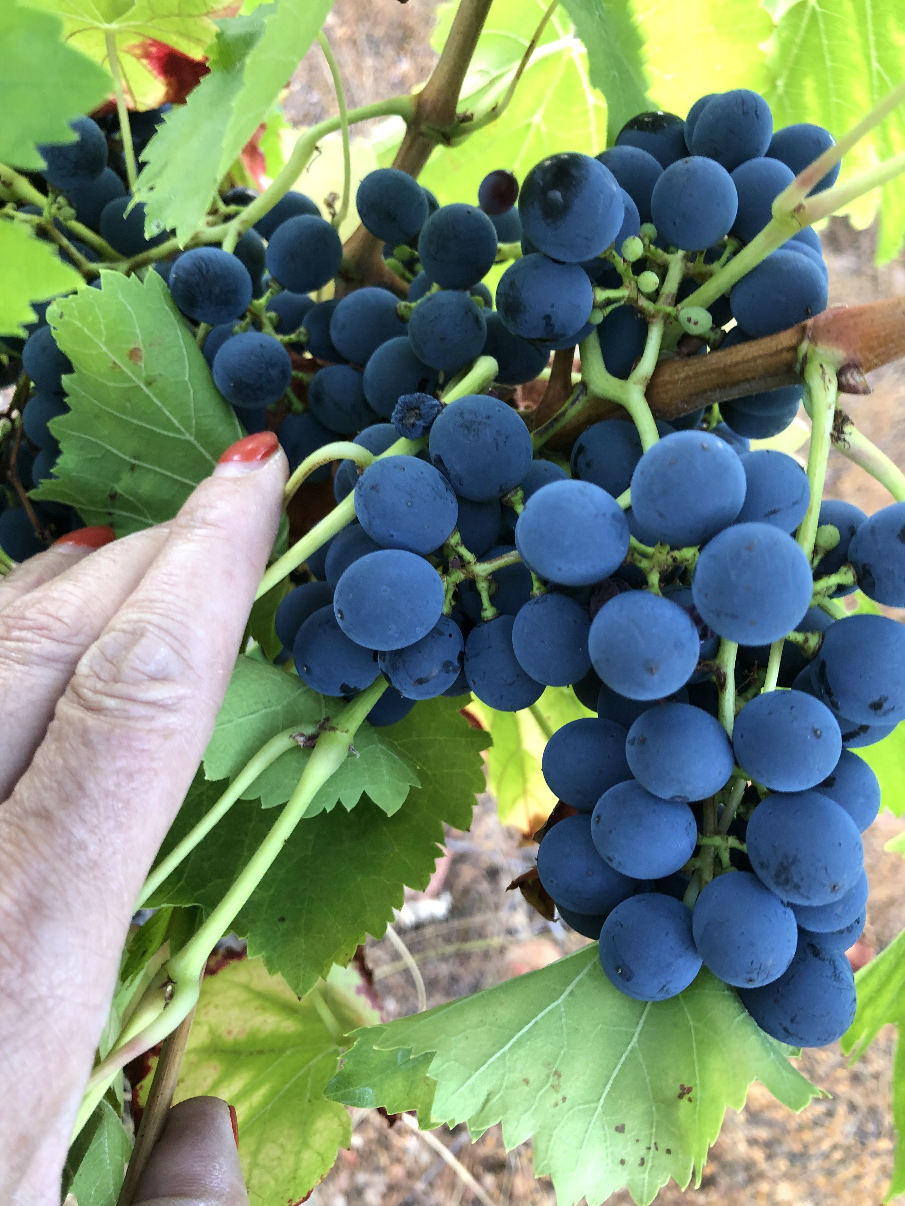 La vendimia se realiza de forma manual, en pequeñas cajas de 20 kilos, recogiendo la uva en su punto óptimo de maduración. La vendimia se realiza de forma manual, en pequeñas cajas de 20 kilos, recogiendo la uva en su punto óptimo de maduración.