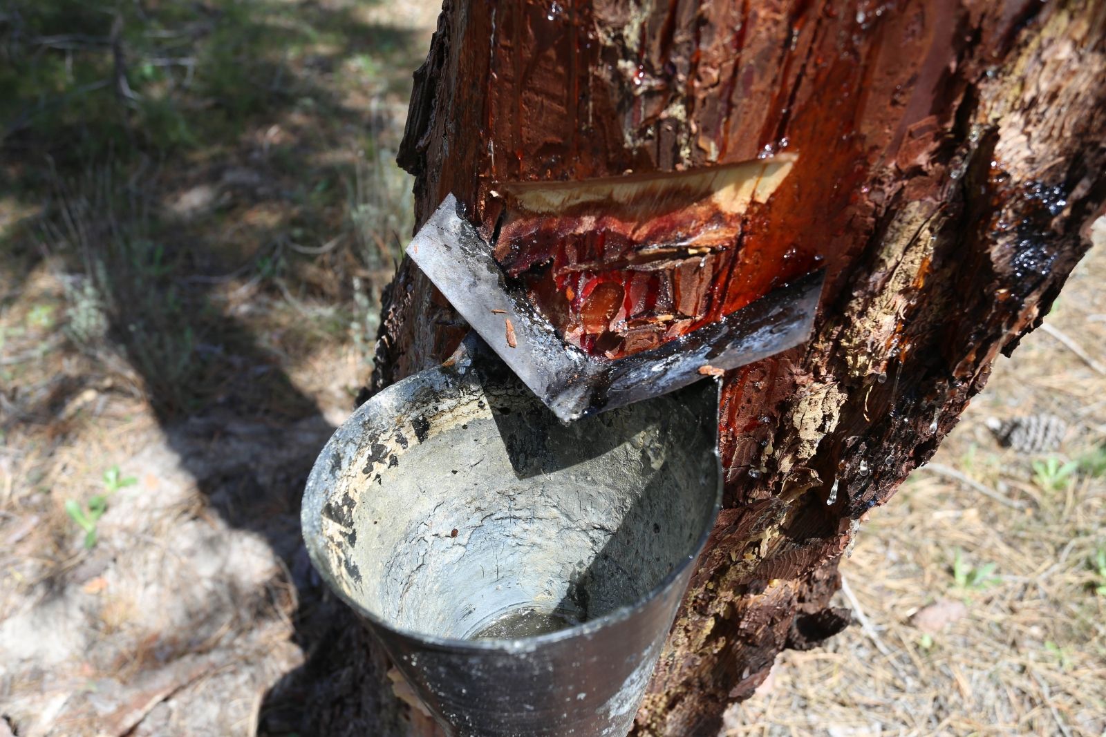 Factoría de transformación de la resina en Zarzuela del Pinar (Segovia) | DIEGO DE MIGUEL (ICAL)