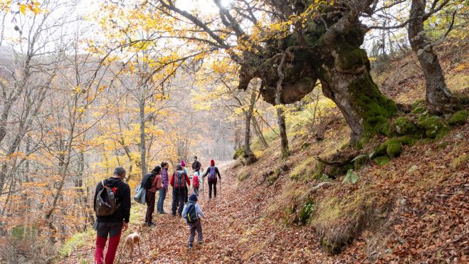 05 Junto a un haya bastante antigua