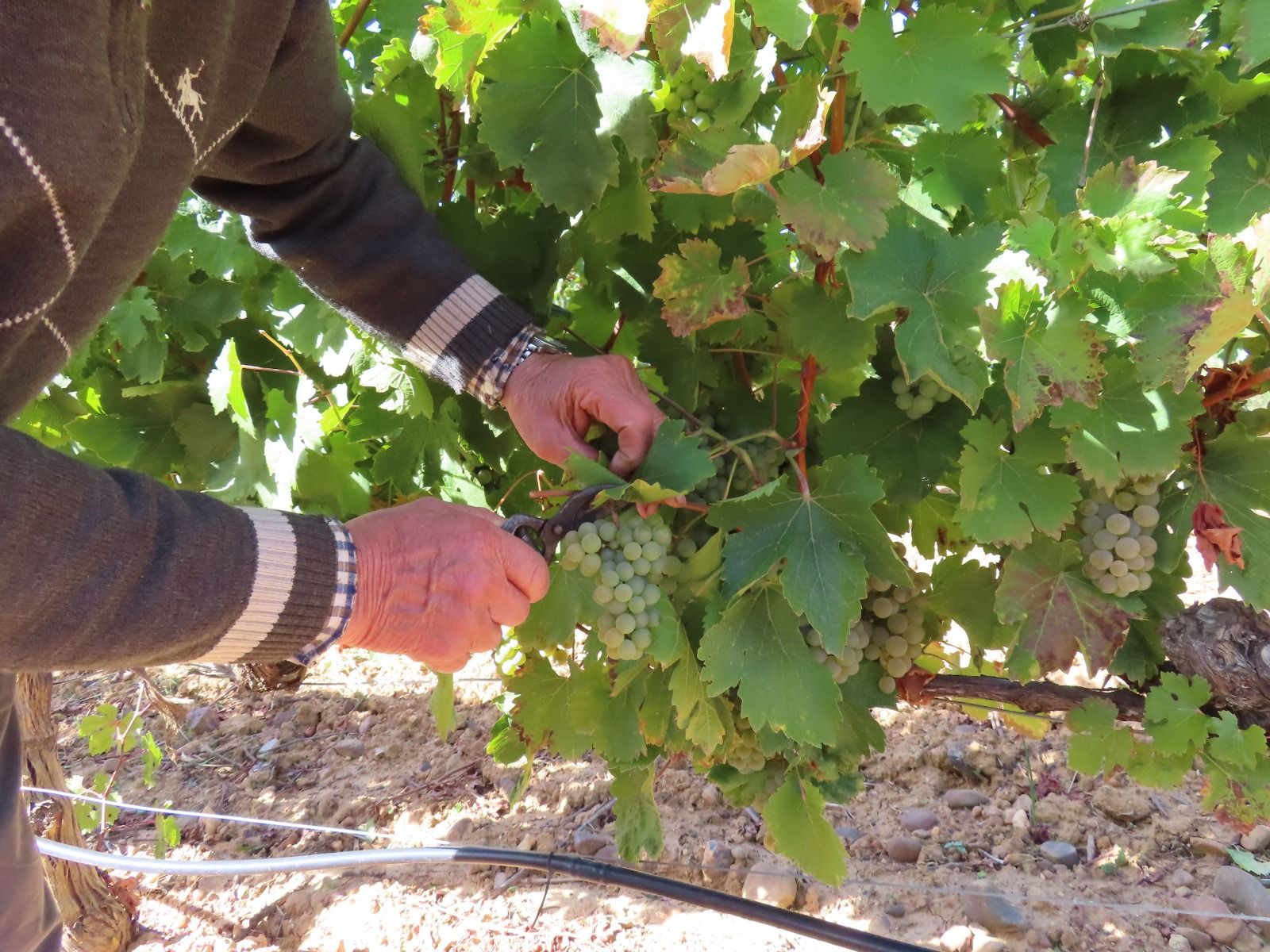 Imagen de archivo de unas viñas ubicadas en Valdevimbre.| L.N.C.