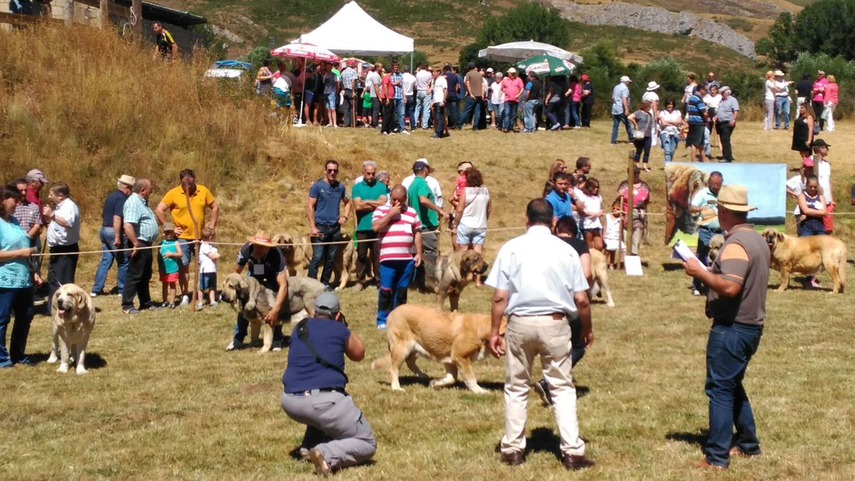 San Emiliano busca la ejecución de un Centro de Interpretación del mastín leonés en la localidad. | ICAL