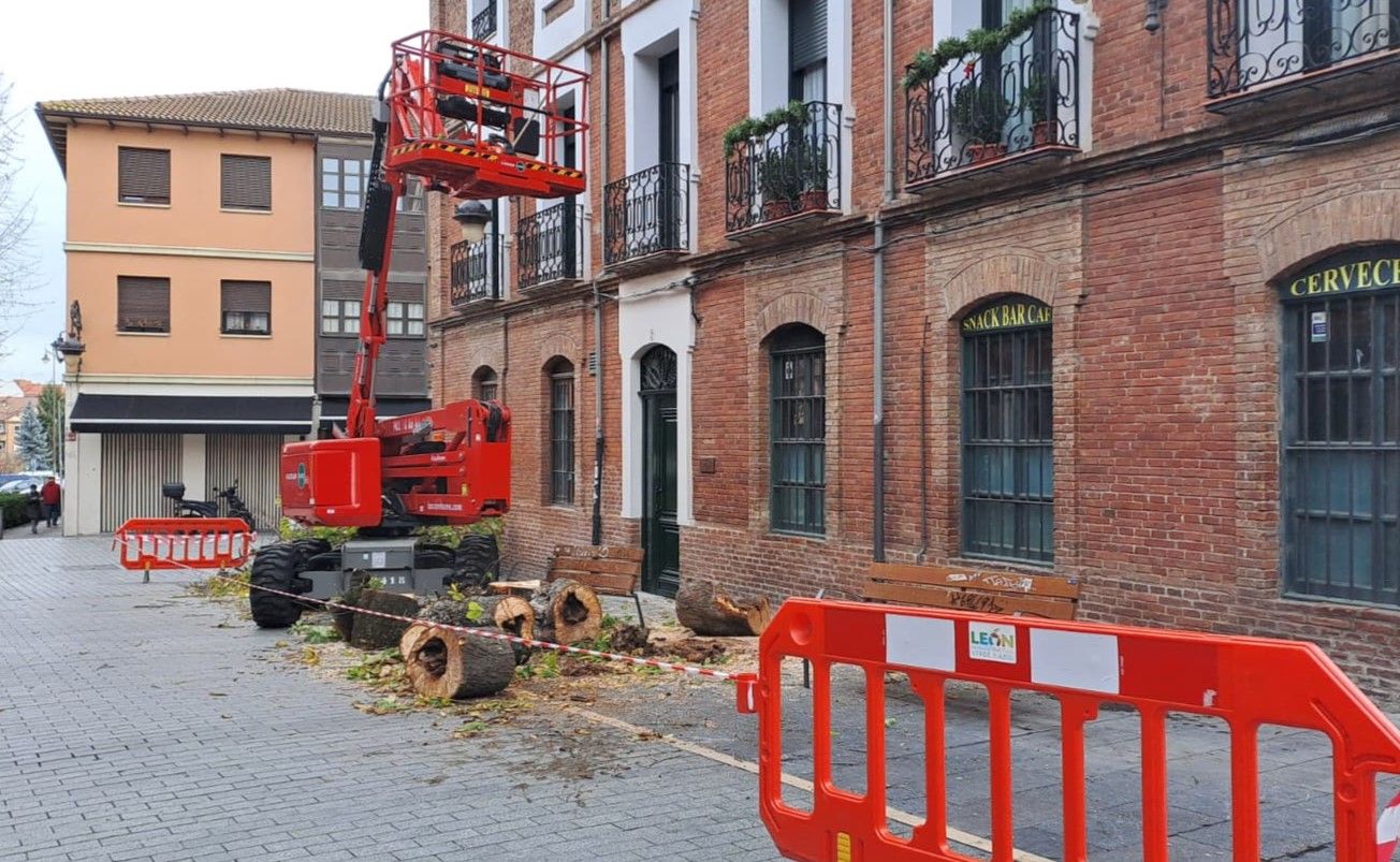 El castaño talado en la calle Ave María de León estaba "hueco y podrido". | DAVID IGLESIAS