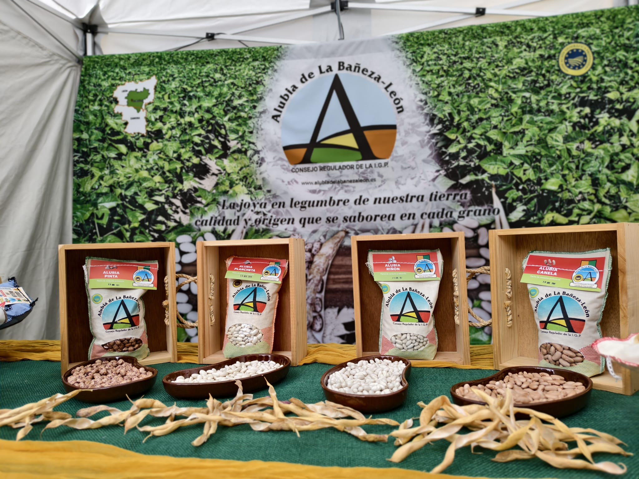 Variedades pinta, plancheta, riñón y canela de la IGP Alubia La Bañeza-León en el expositor de una feria. | A. RODRÍGUEZ