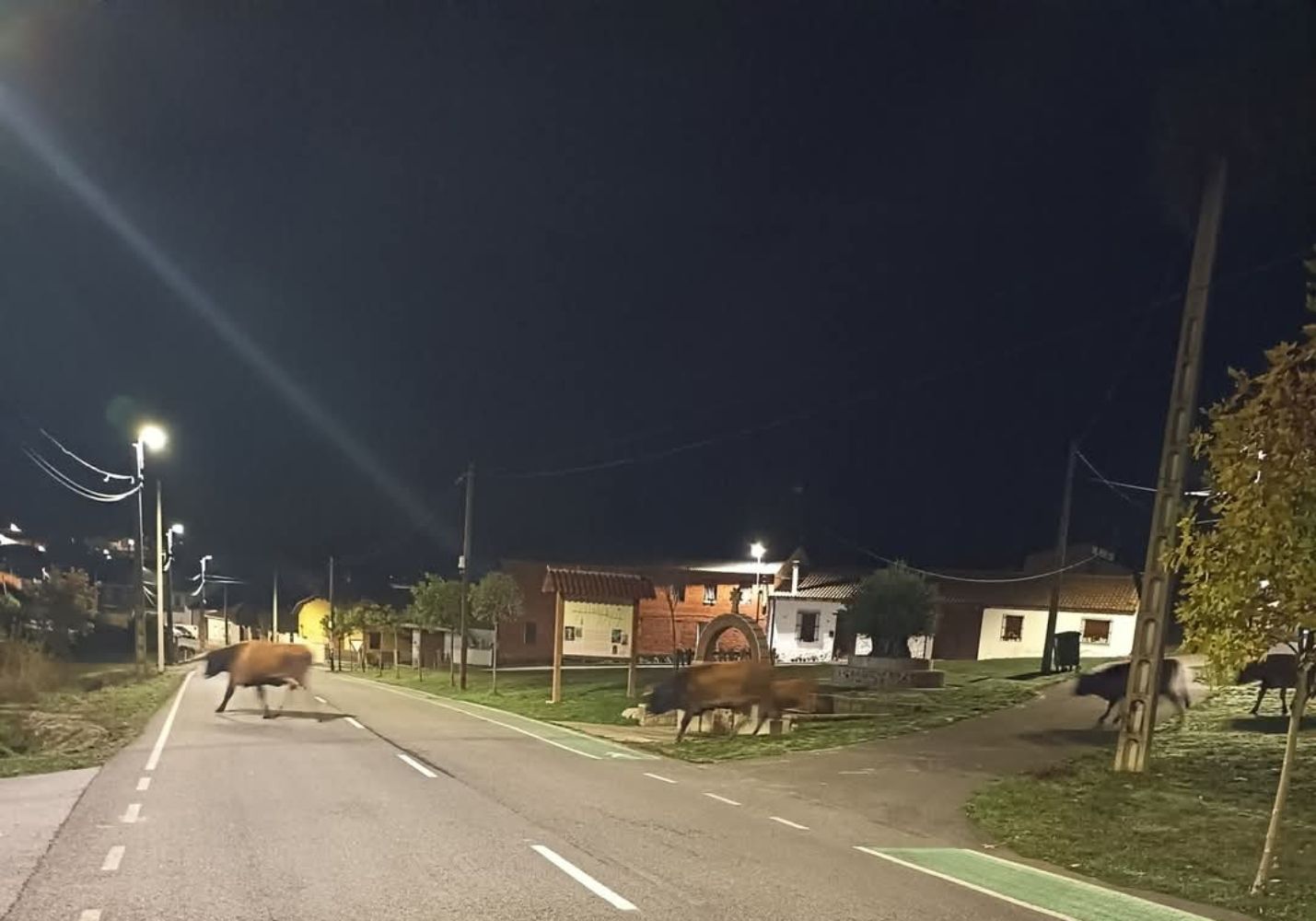 Un grupo de vacas sueltas deambula por el pueblo, una imagen ya habitual para los vecinos de Ríofrío de Órbigo | L.N.C. Un grupo de vacas sueltas deambula por el pueblo, una imagen ya habitual para los vecinos de Ríofrío de Órbigo | L.N.C.
