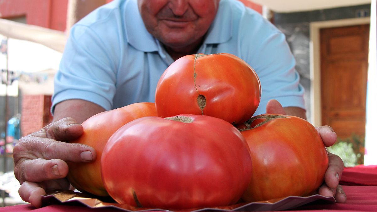 Imagen de archivo de anteriores ediciones de la Feria del Tomate en Mansilla de las Mulas. | ICAL