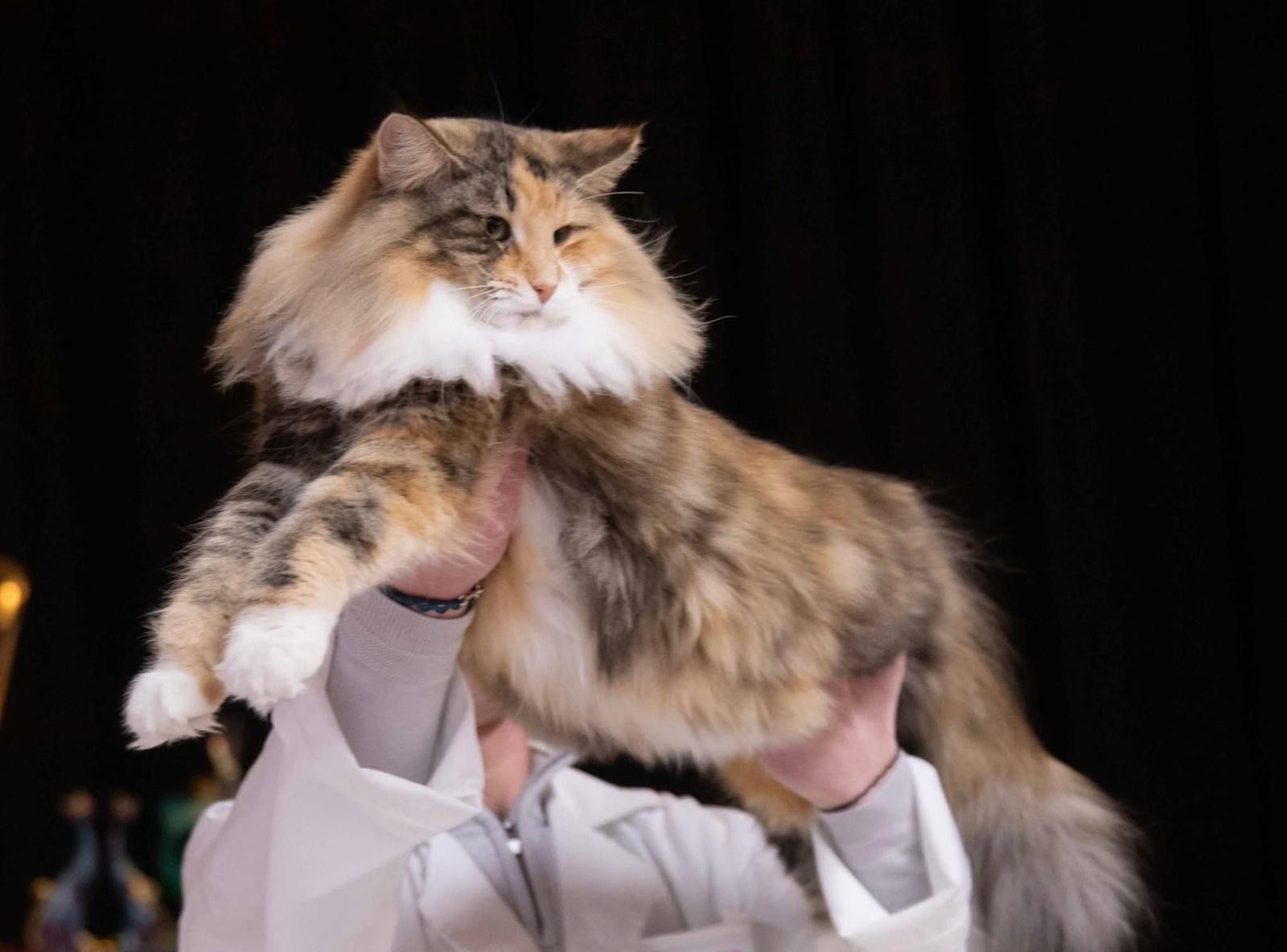 San Andrés celebra este fin de semana una exposición felina internacional.