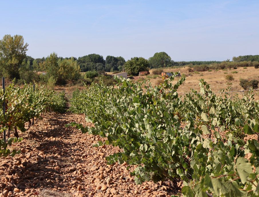Vista de una de las viñas donde ha elaborado su proyecto.| L.N.C.