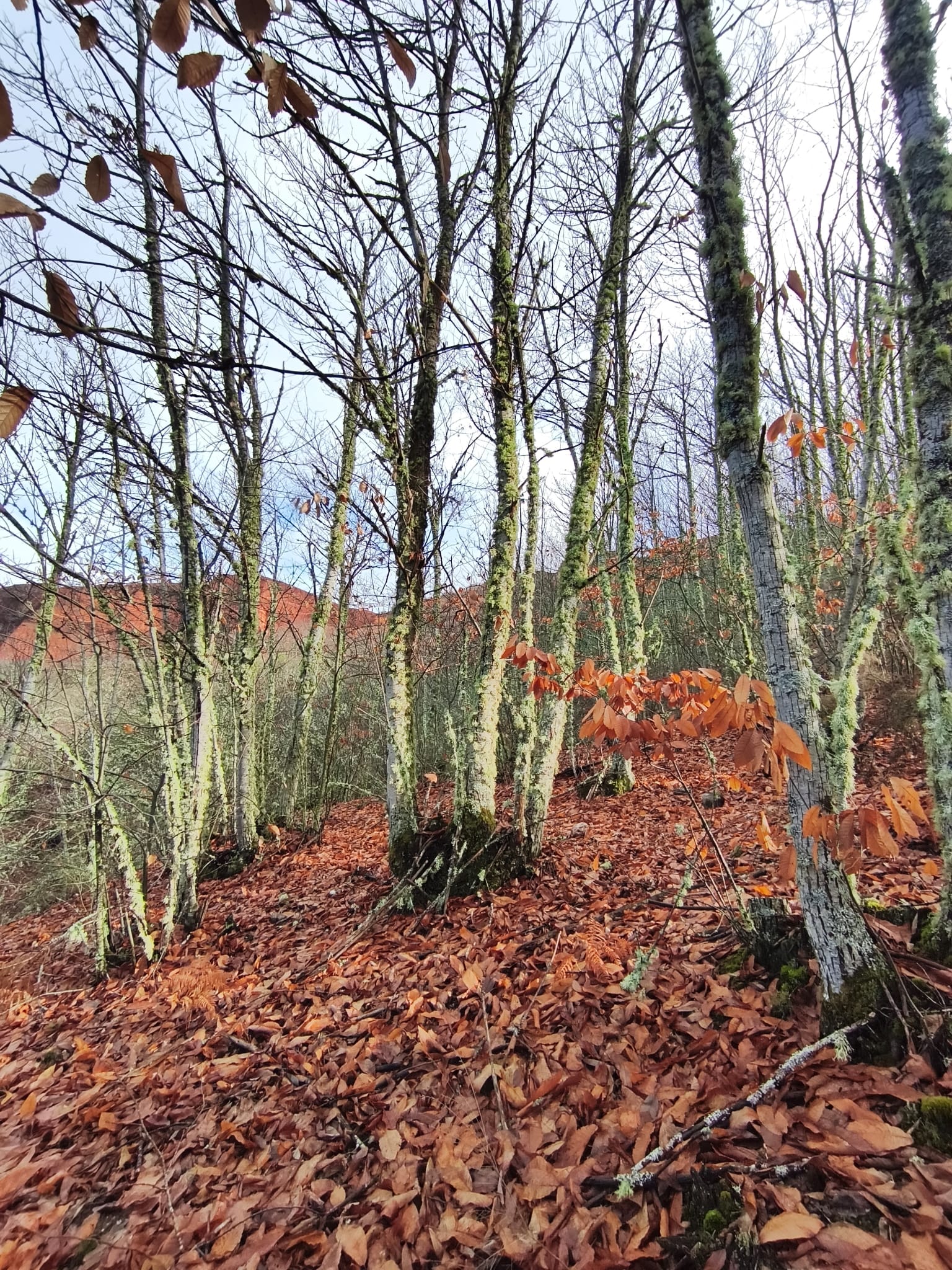 Algunas de las fincas que podrían entrar en el proyecto.