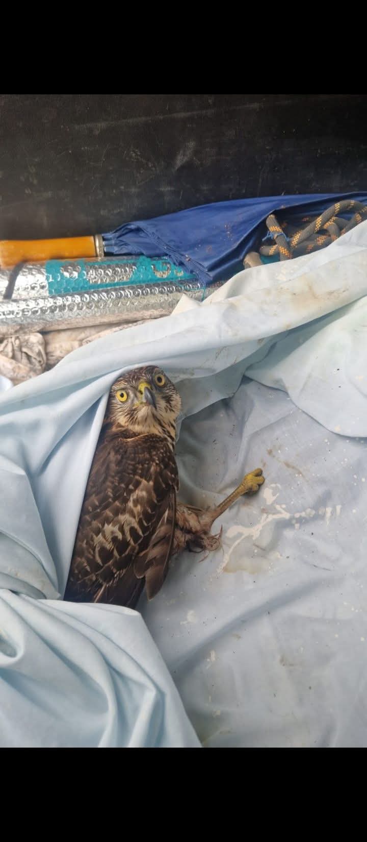 Esmerejón herido, localizado en Requejo por un vecino. Esmerejón herido, localizado en Requejo por un vecino.