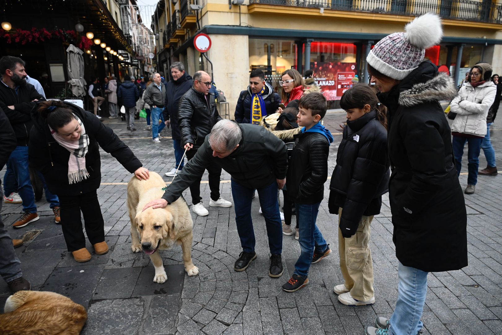 Los mejores ejemplares de mastín leonés recorren las calles de León | SAÚL ARÉN Los mejores ejemplares de mastín leonés recorren las calles de León | SAÚL ARÉN