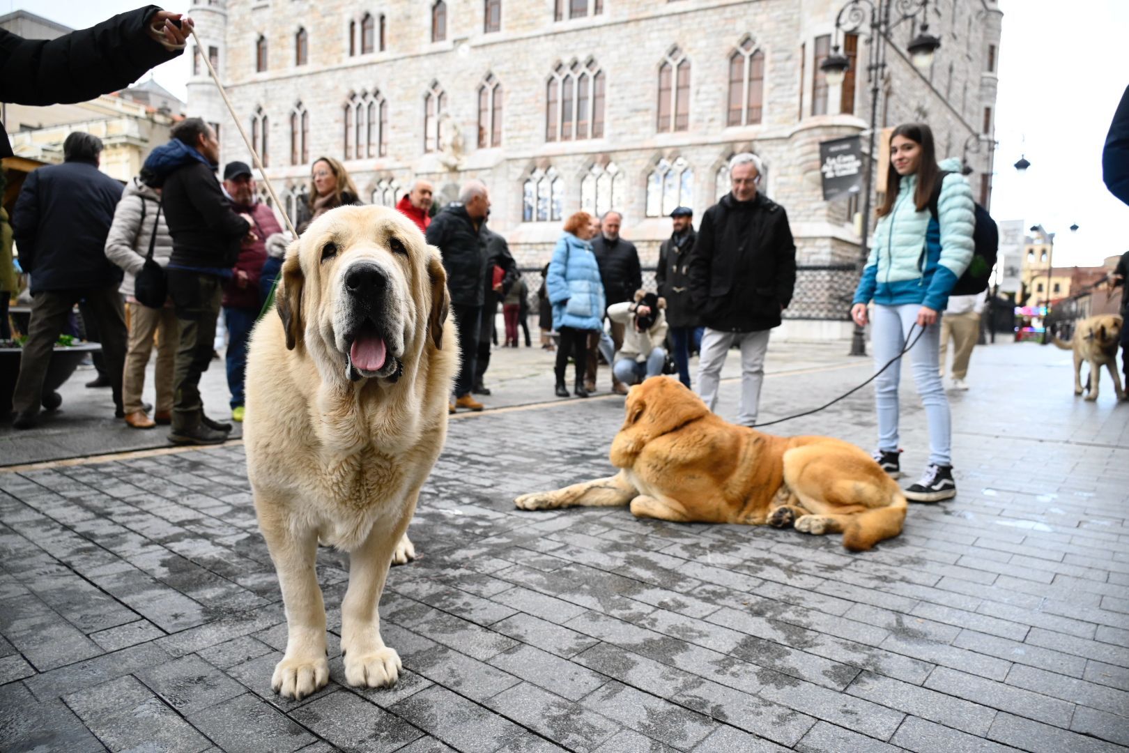  Los mejores ejemplares de mastín leonés recorren las calles de León | SAÚL ARÉN
