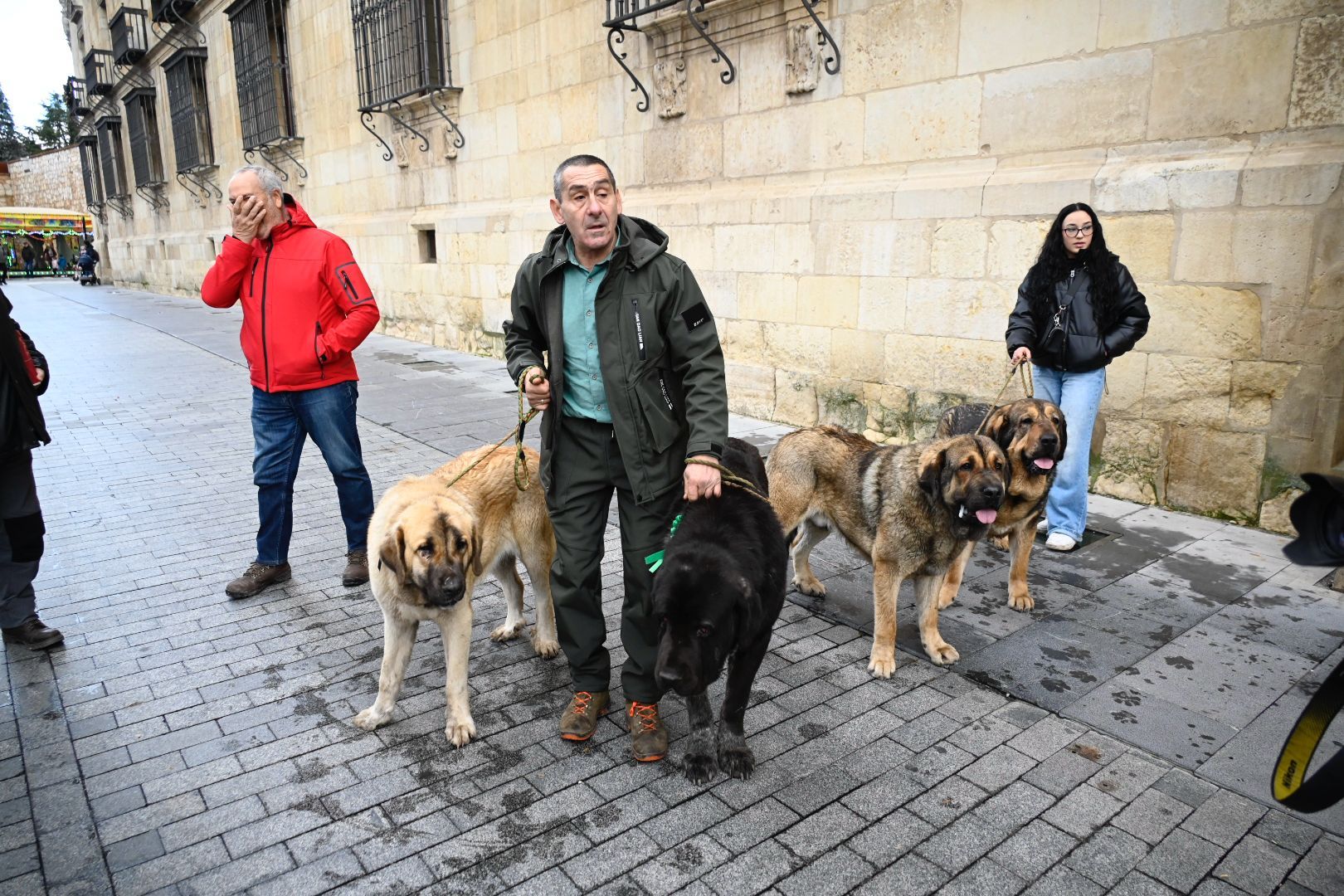  Los mejores ejemplares de mastín leonés recorren las calles de León | SAÚL ARÉN