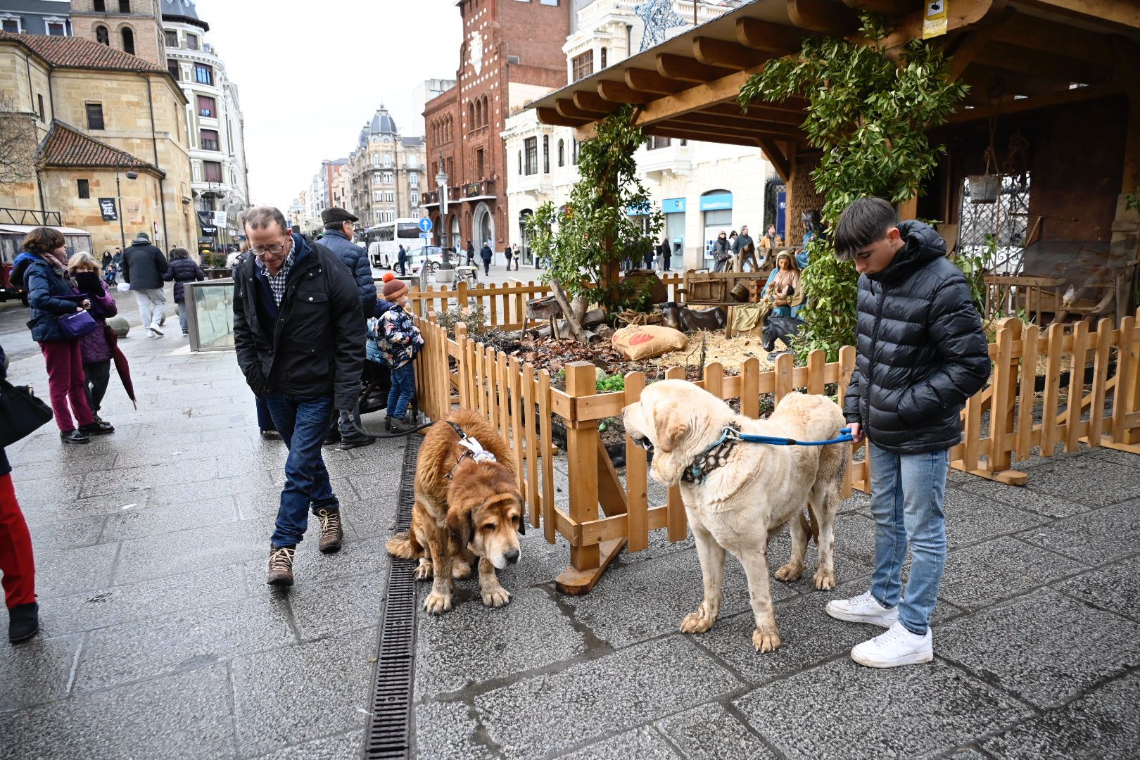  Los mejores ejemplares de mastín leonés recorren las calles de León | SAÚL ARÉN