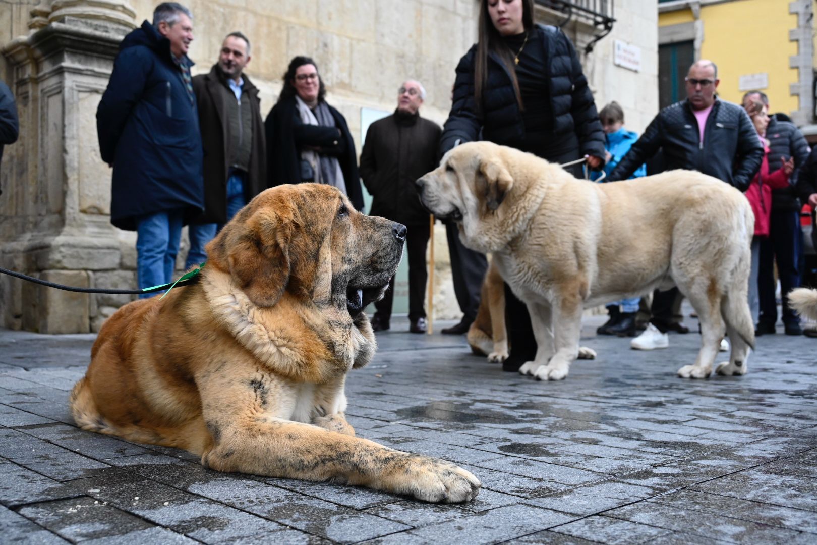 Los mejores ejemplares de mastín leonés recorrieron las calles de León.| SAÚL ARÉN Los mejores ejemplares de mastín leonés recorrieron las calles de León.| SAÚL ARÉN