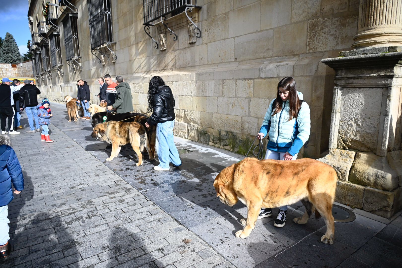  Los mejores ejemplares de mastín leonés recorren las calles de León | SAÚL ARÉN