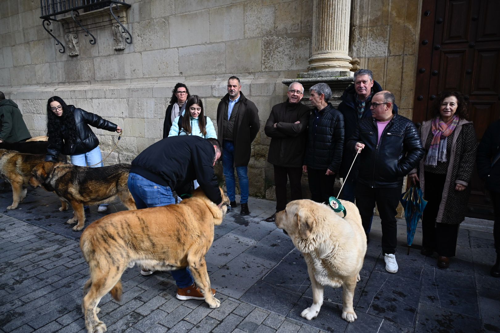  Los mejores ejemplares de mastín leonés recorren las calles de León | SAÚL ARÉN