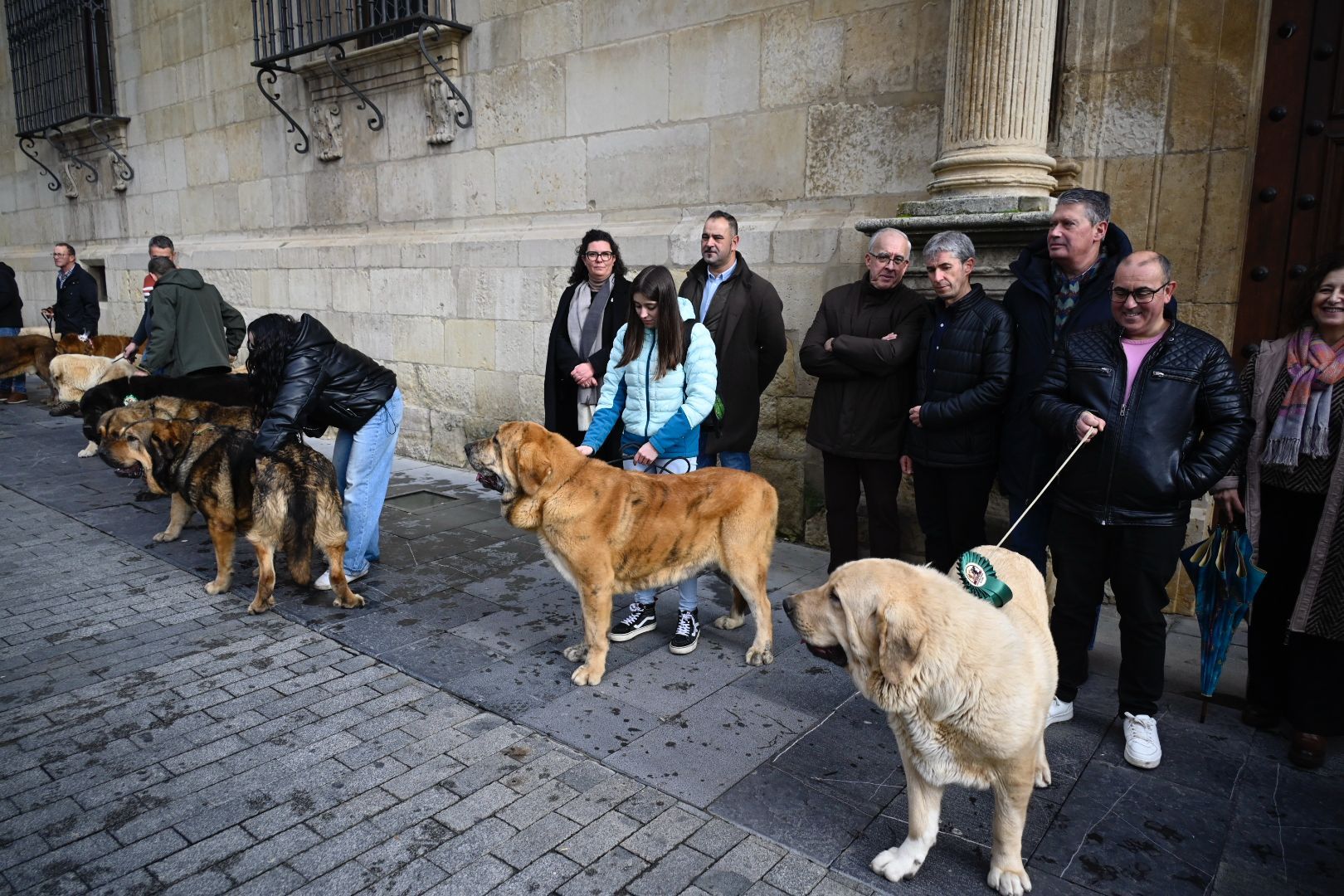  Los mejores ejemplares de mastín leonés recorren las calles de León | SAÚL ARÉN