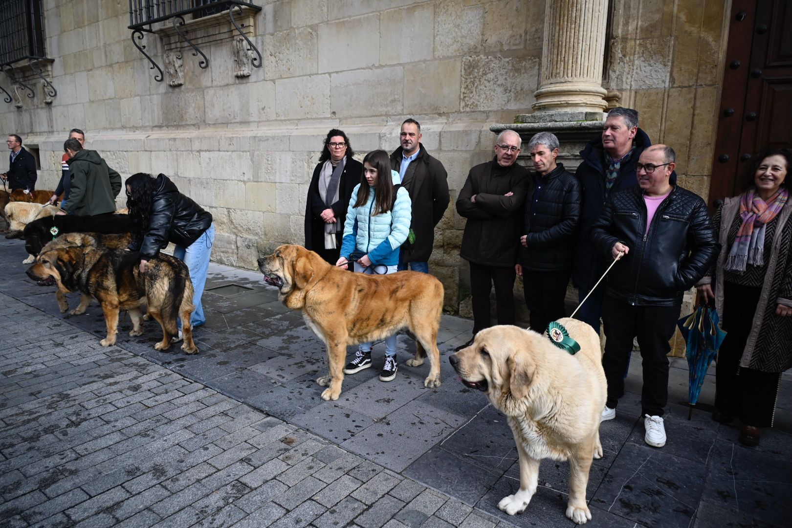  Los mejores ejemplares de mastín leonés recorren las calles de León | SAÚL ARÉN