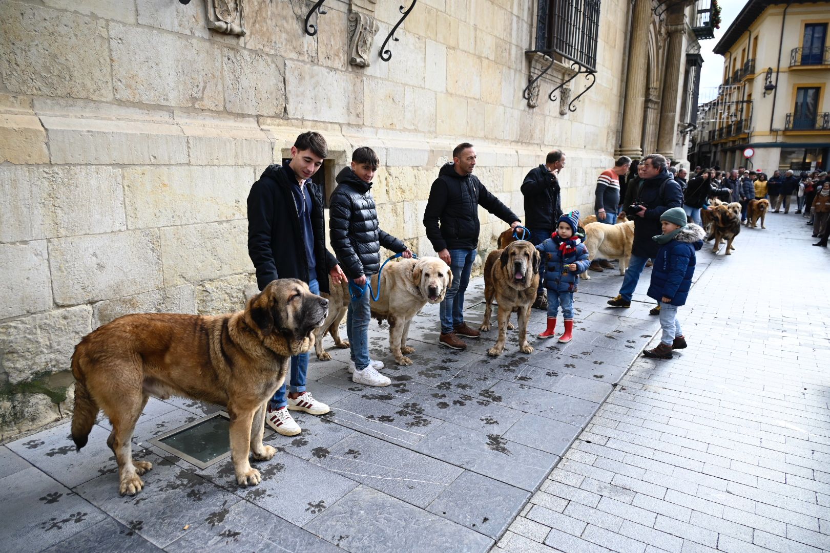  Los mejores ejemplares de mastín leonés recorren las calles de León | SAÚL ARÉN