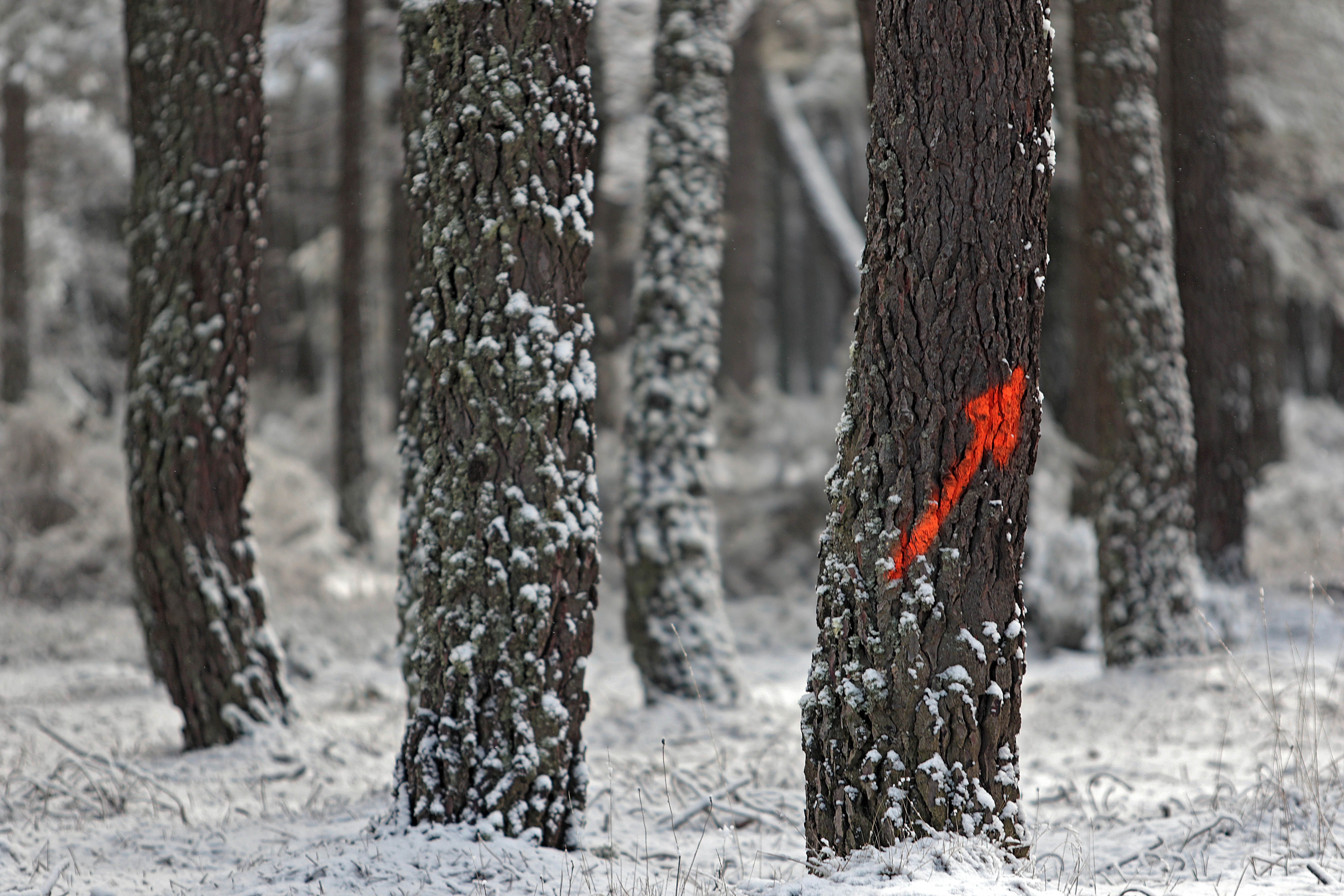 La nieve tiñe de blanco las montañas de León | PEIO GARCÍA (Ical)