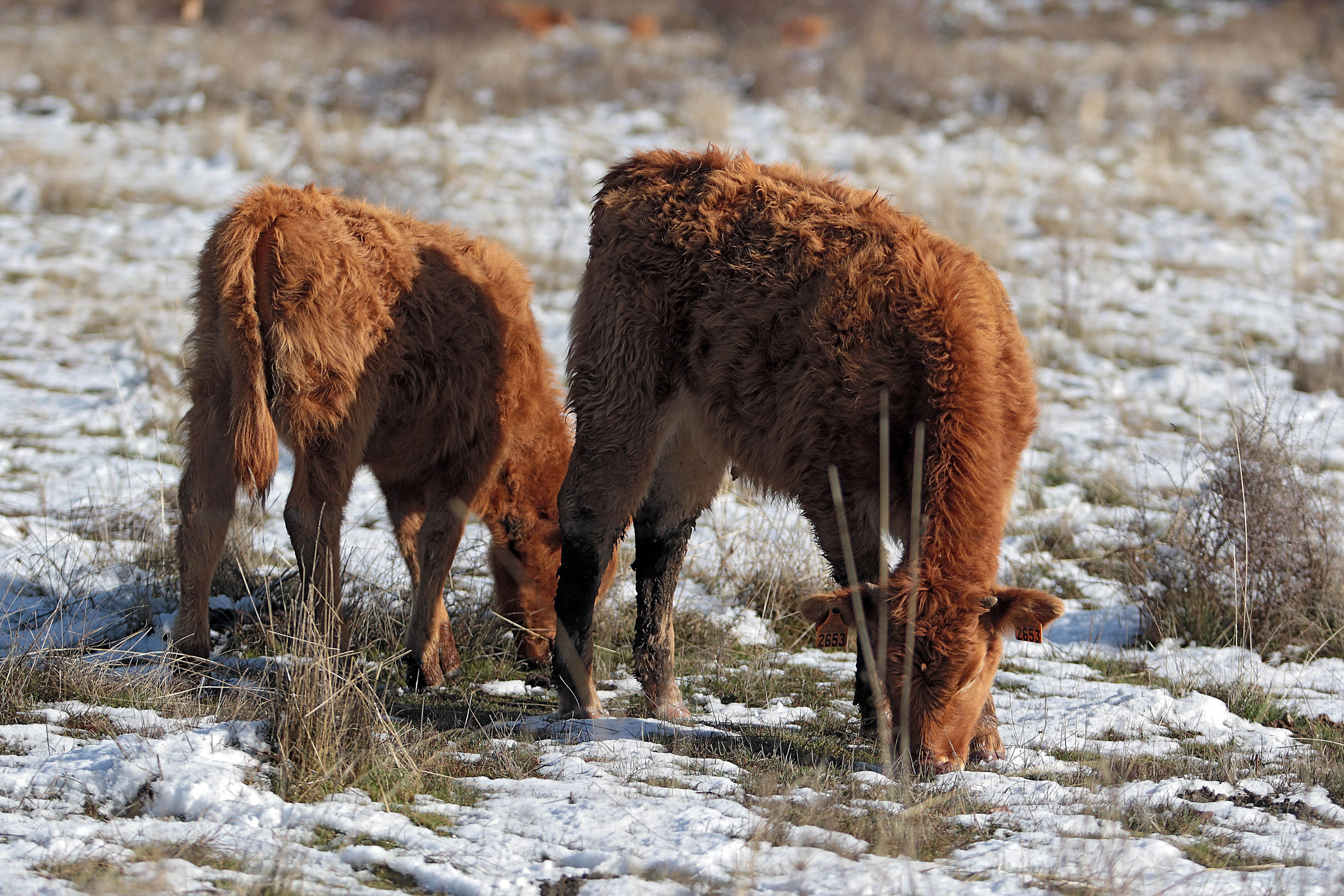 La nieve tiñe de blanco las montañas de León | PEIO GARCÍA (Ical)