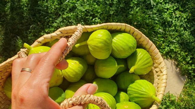 Imagen de una cesta de higos que Lorena ha recolectado de su huerta