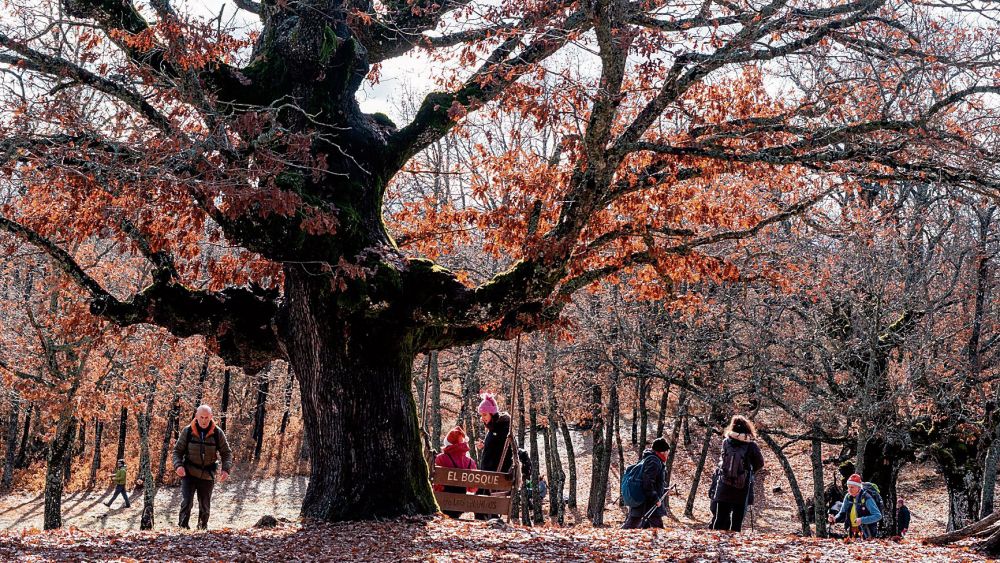 bosque cuentos almanza