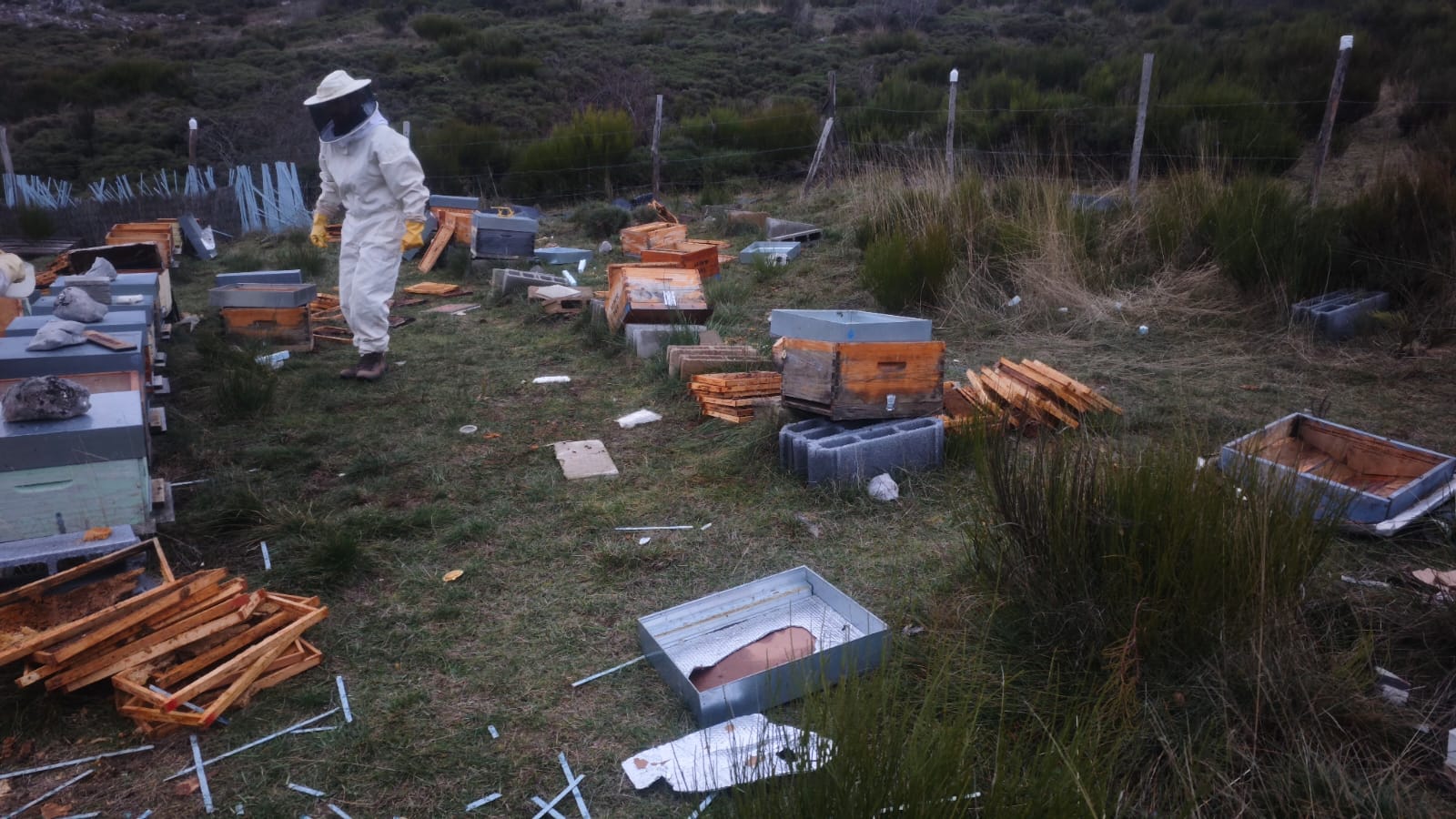 Ataque del oso a una explotación de colmenas en Babia (León), en la localidad de Villasecino. | L.N.C.