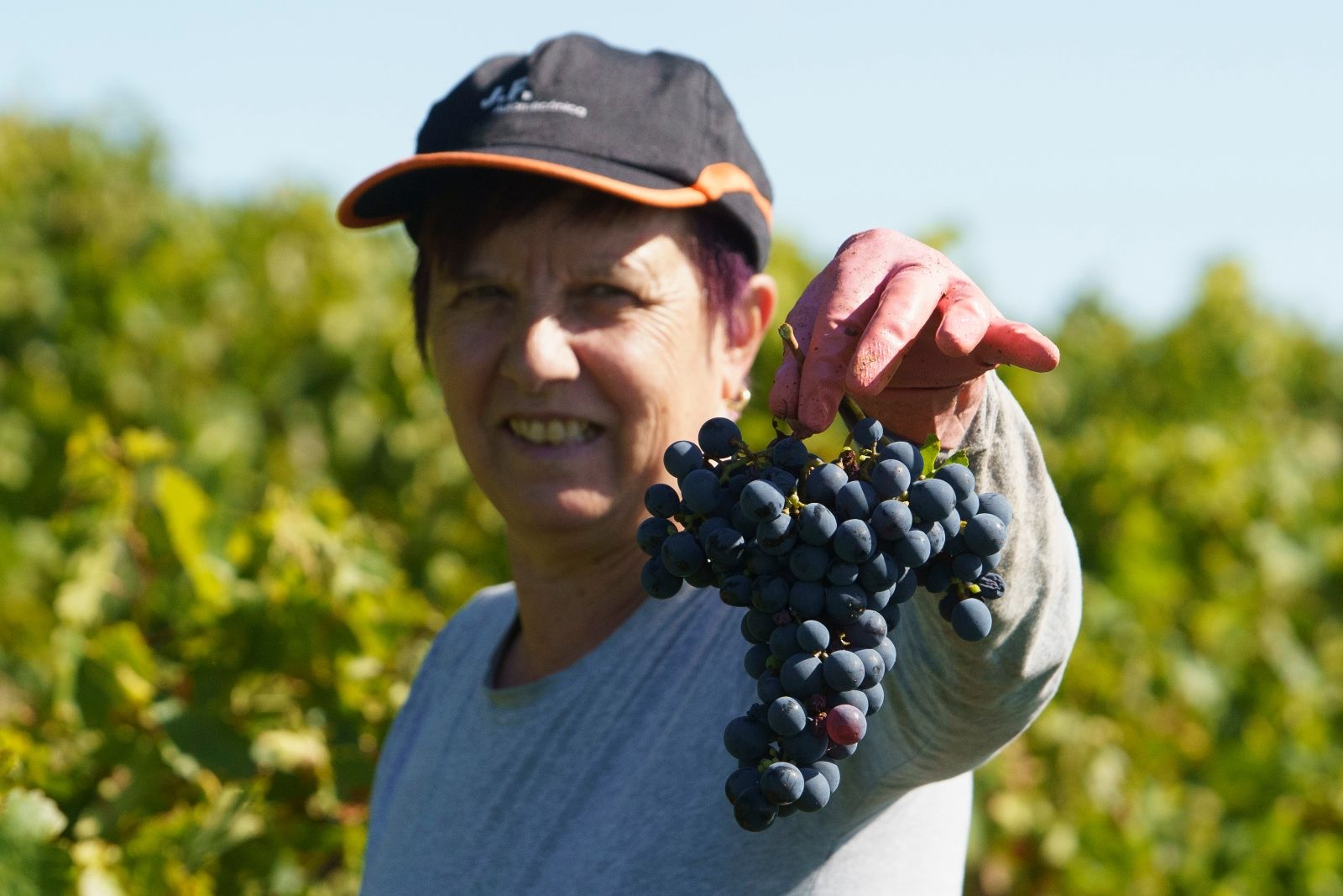 Vendimia en El Bierzo | CÉSAR SÁNCHEZ (ICAL)