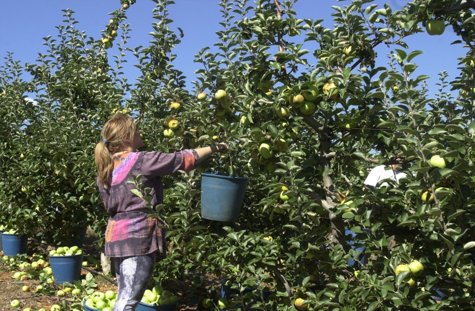 recogida de manzanas en el bierzo