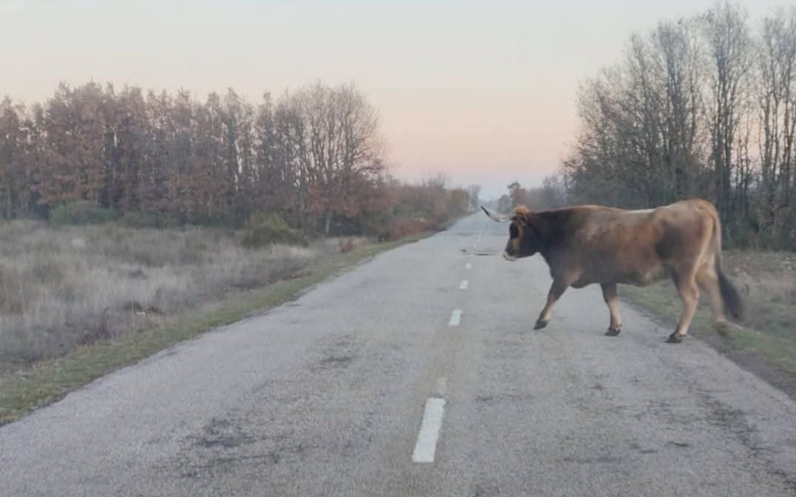 Una imagen del pasado 26 de diciembre, cuando unos conductores se encontraron con una vaca cruzando la carretera | L.N.C.