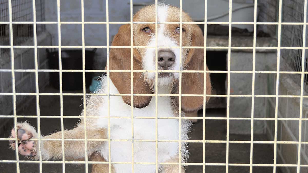 Piden que se pongan papeleras y fuentes para que beban las mascotas. | P.F.