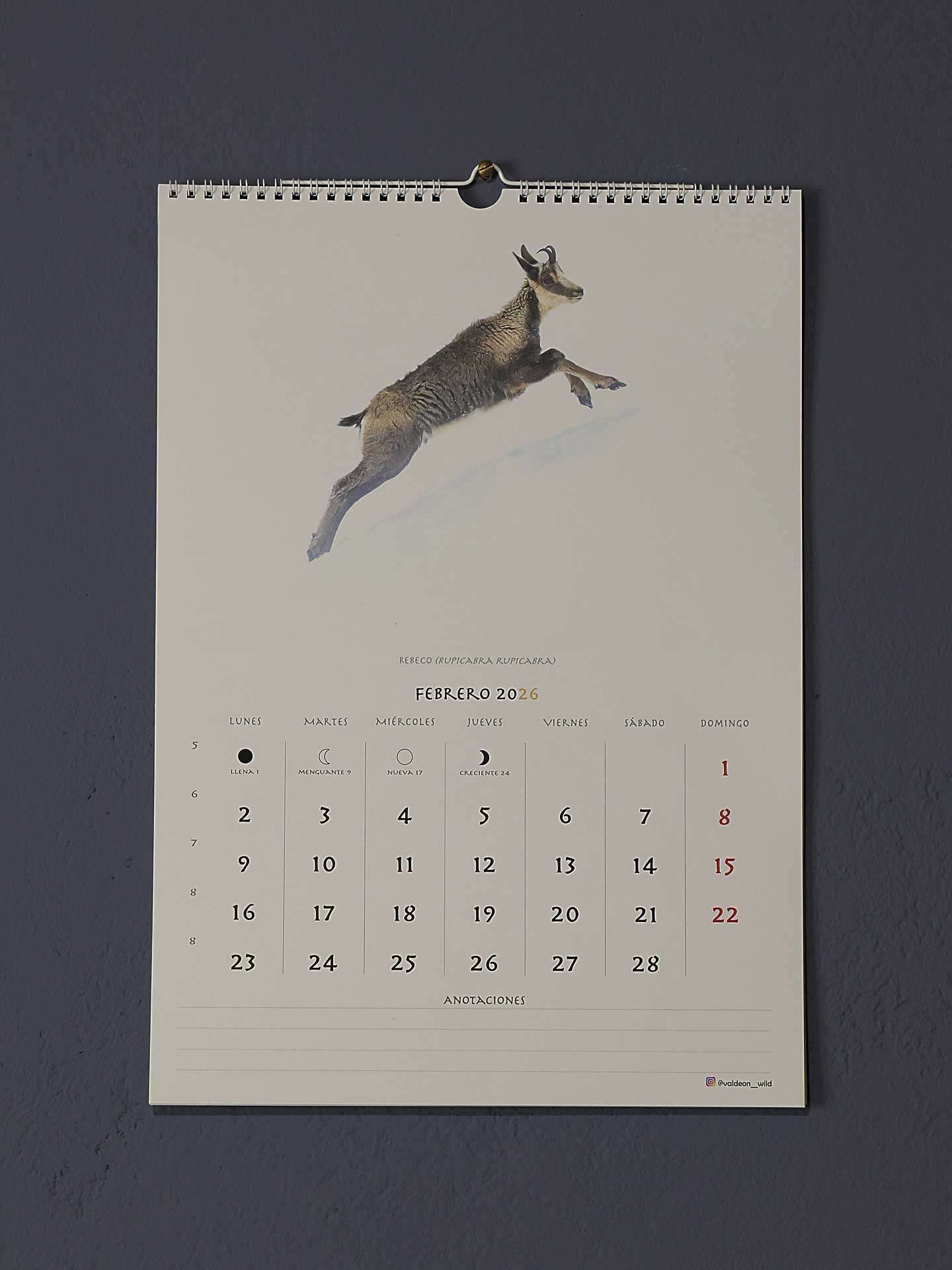 El rebeco protagoniza el mes de febrero