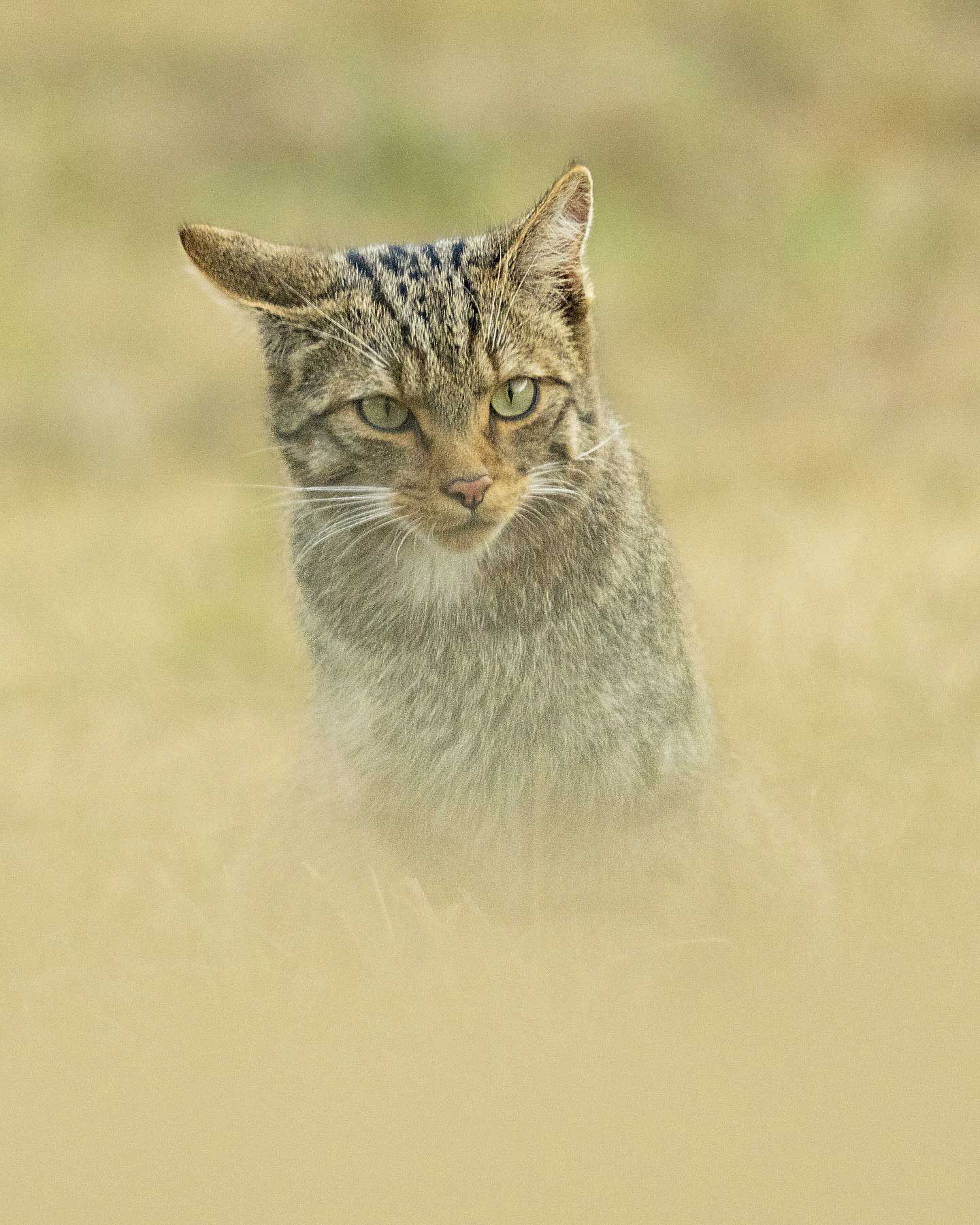 El huidizo gato montés ilustra abril