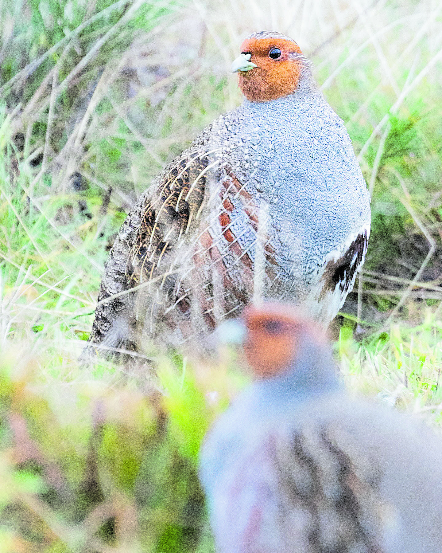 Ejemplares de perdiz pardilla para noviembre