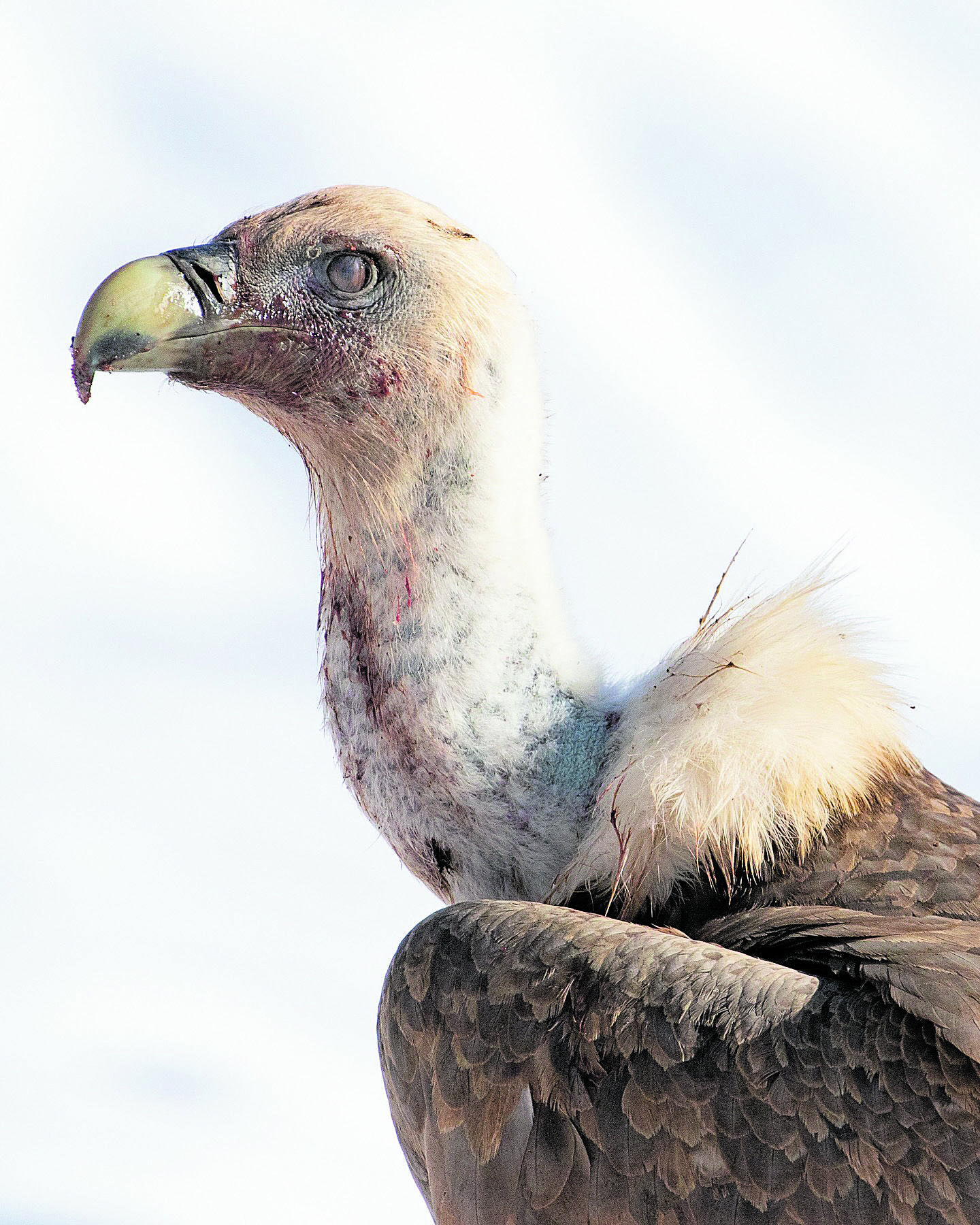 Un buite para cerrar el año, diciembre