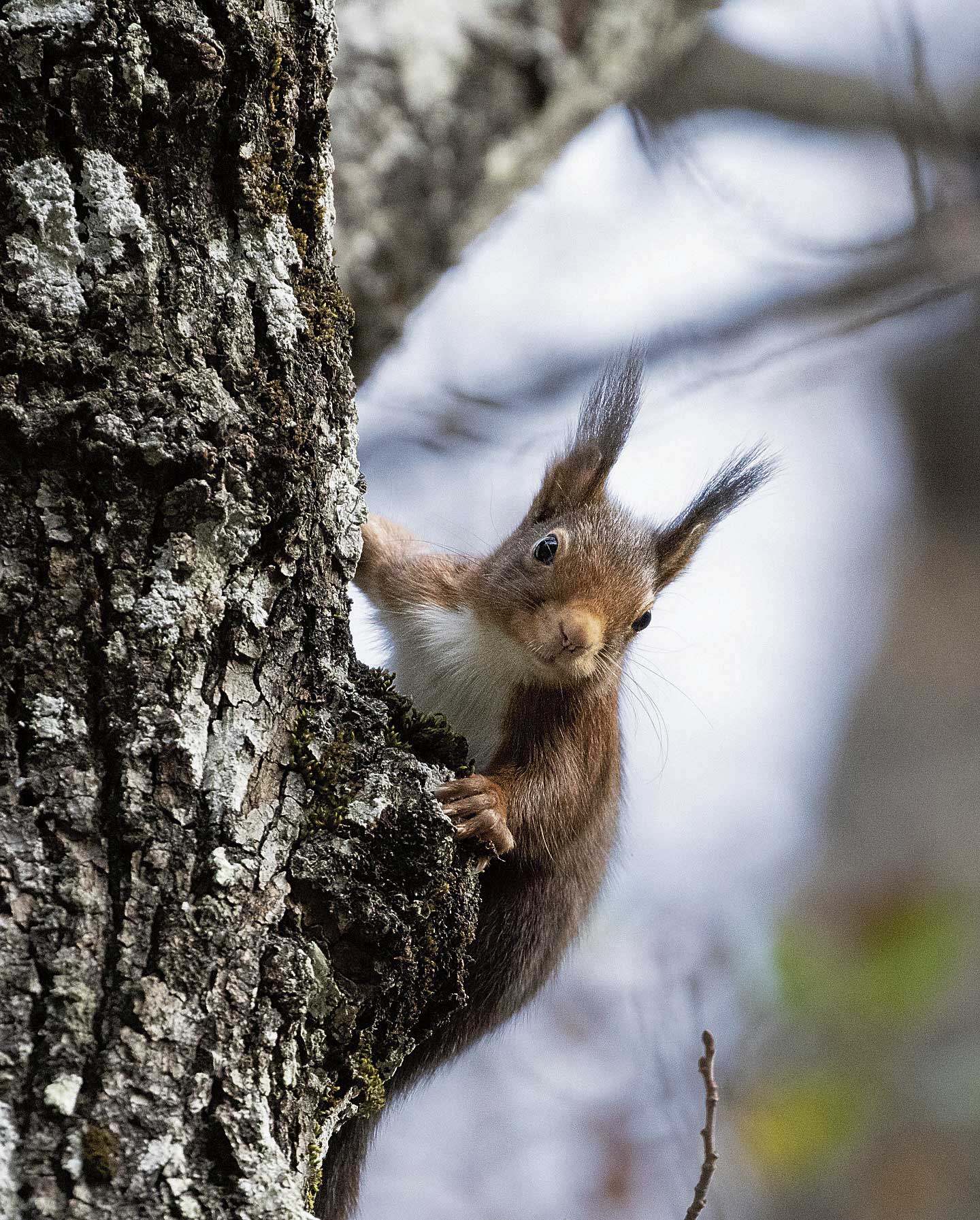 Y en agosto...ardillas