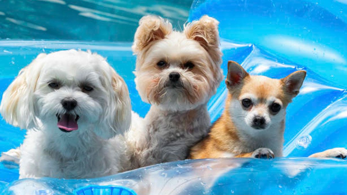 Solo los perros podrán entrar en el agua. | GETTY IMAGES
