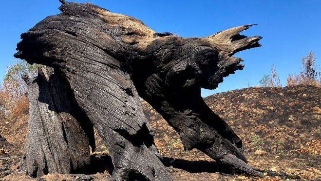 La fotografía ‘Pareidolia Devastación’
