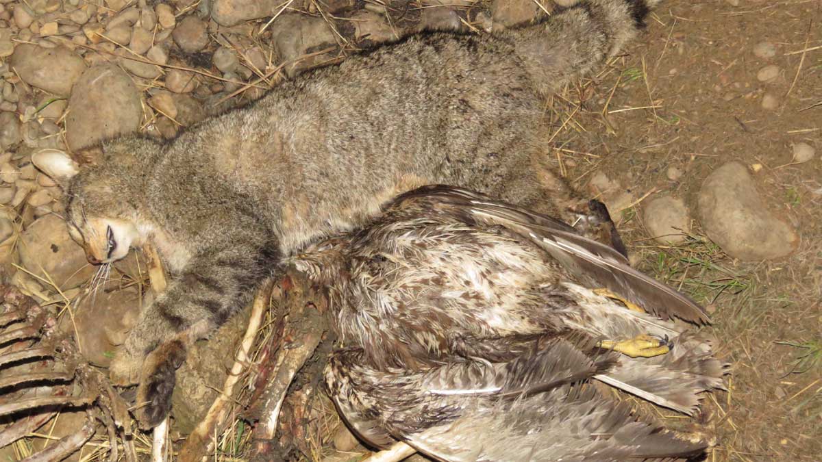 Un gato montés y un ave rapaz, abatidos en La Mata del Moral. | E.A.