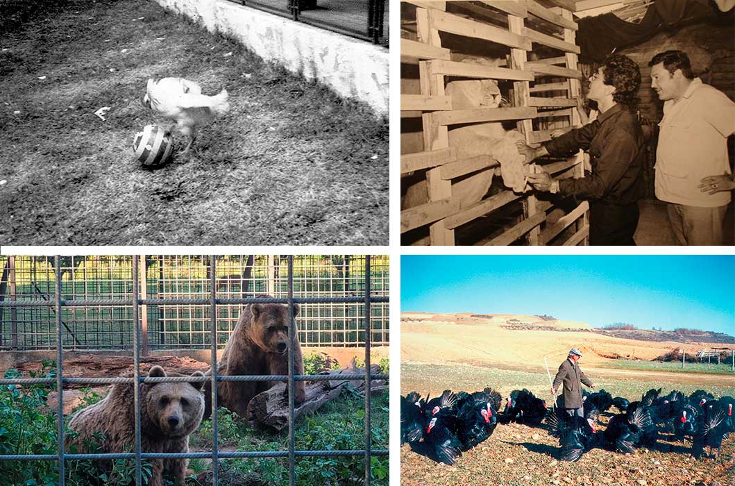 Willy, Leo, el rebaño de pavos de Ambrosio Andrés o los osos Luna y Ponderoso protagonizan singulares historias. | L.N.C.