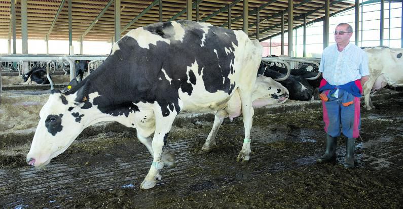 Coraluna, la vaca de Algadefe que daba casi un centenar de litros al día. | MAURICIO PEÑA