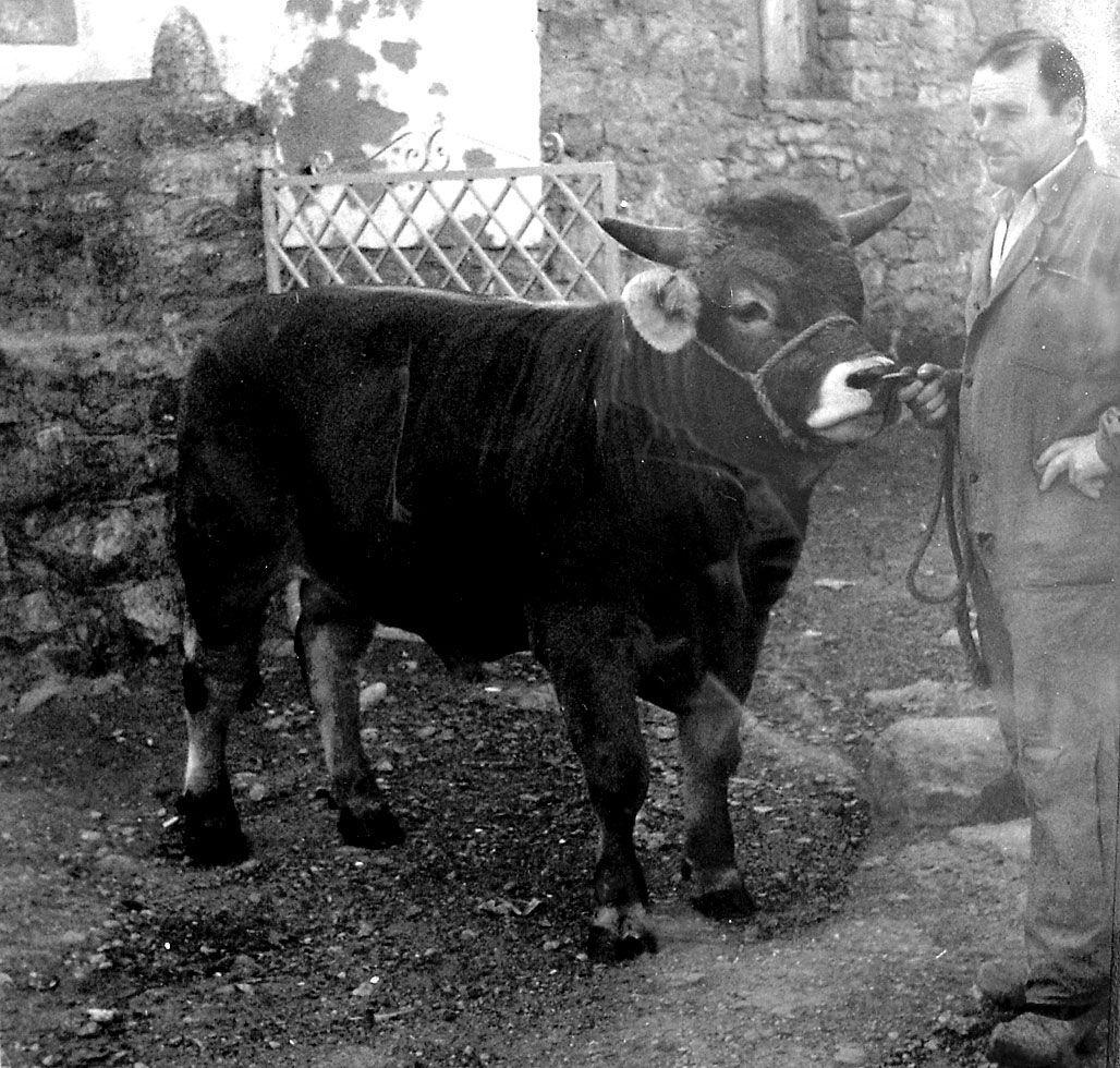 Cocinero, novillo babiano que se proclamó campeón nacional de inseminación. | L.N.C.