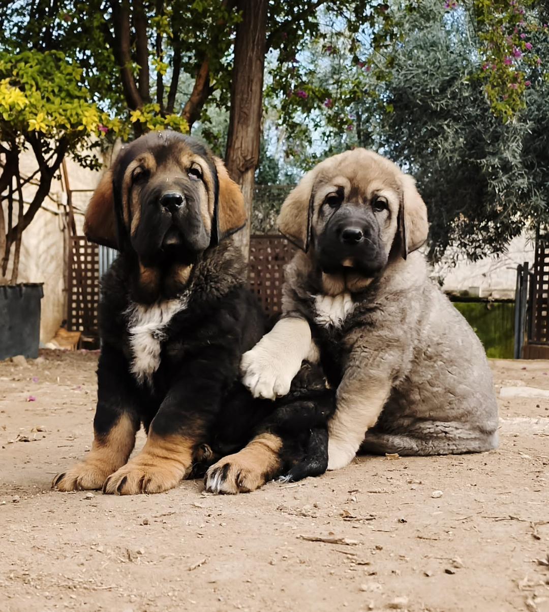 La asociación promueve la mejora y conservación del tipo morfológico y temperamentales del mastín español.